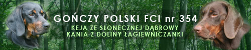 Gończy Polski FCI nr 354 - KANIA Z Doliny Łagiewniczanki , KEJA Ze Słonecznej Dąbrowy